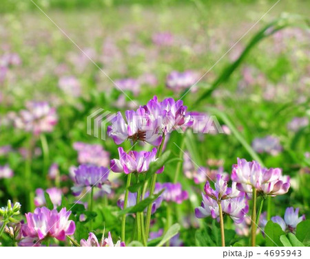 レンゲ畑 4695943