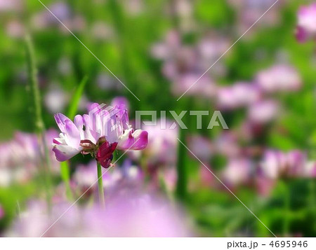 レンゲソウ 4695946