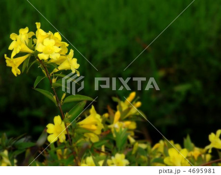 カロライナジャスミン 4695981