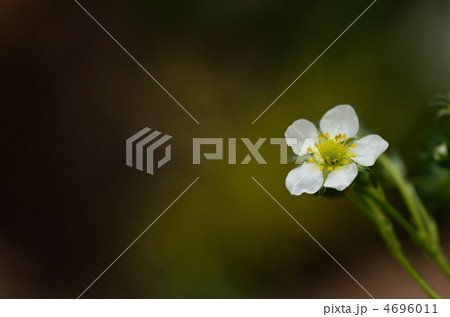 イチゴの花 4696011