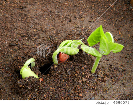つるありインゲンの発芽 4696075