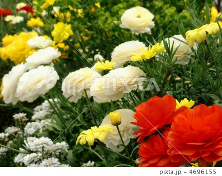 春の花壇 春の花壇 4696155