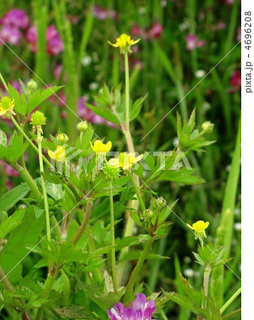 キツネノボタン 4696208