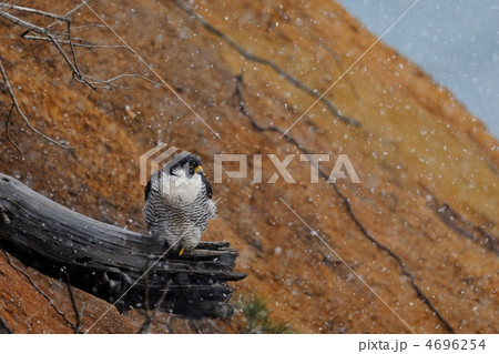 ハヤブサ 4696254