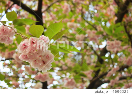 桜 4696325