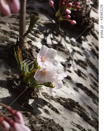 桜 桜 4696326