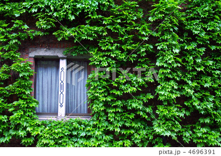 蔦と窓 蔦と窓 4696391