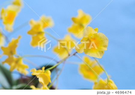 洋ラン（アグレガタム） 4696474