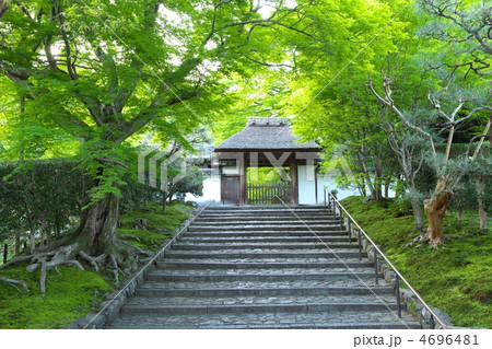 新緑の安楽寺 4696481