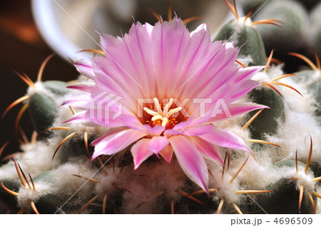 サボテンの花　象牙丸 4696509