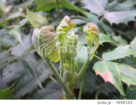 若葉のころのヒイラギナンテン 4696583