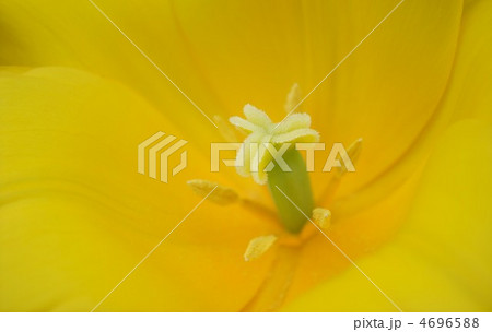 チューリップ 4696588