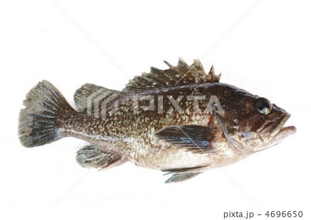 キツネメバル(全体) キツネメバル(全体) 4696650