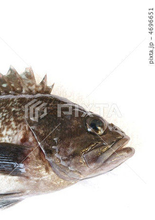 キツネメバル（頭部～縦） 4696651