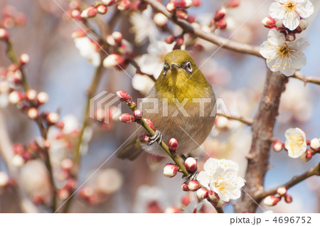 こちらを見るメジロ 4696752