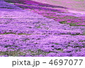 一面の芝桜 4697077