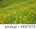 菜の花畑 4697078