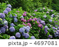 色とりどりの紫陽花 4697081