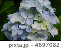 紫陽花の花 4697082