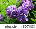 紫陽花の花 4697083