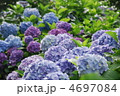 色とりどりの紫陽花 4697084