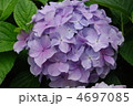 紫陽花の花 4697085