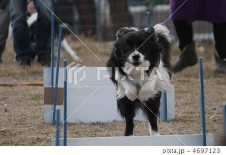 フライボールをするボーダーコリー フライボールをするボーダーコリー 4697123