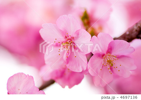 河津桜のアップ 河津桜のアップ 4697136