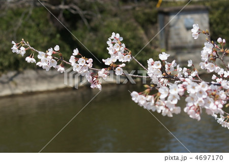 佐原の桜 4697170
