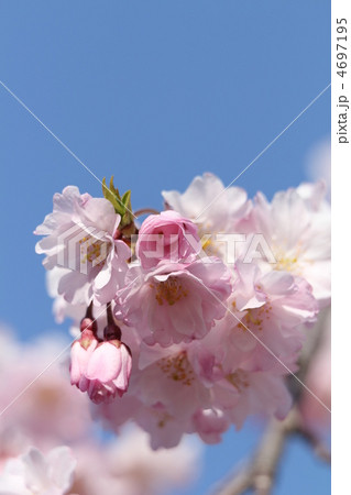 八重紅枝垂桜 4697195