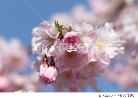 八重紅枝垂桜 4697196