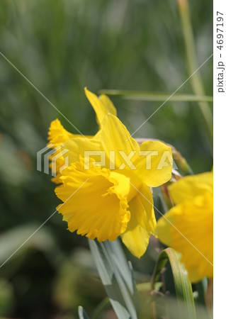 黄花ラッパスイセン 4697197
