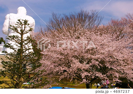 ダイダラボウと桜 4697237