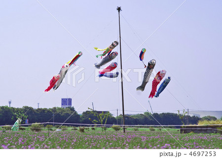 久喜市れんげ祭り 4697253