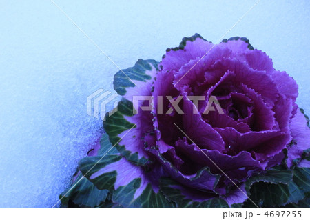 雪の中の葉牡丹 雪の中の葉牡丹 4697255