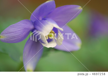 深山苧環 深山苧環 4697258