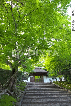 新緑の安楽寺 新緑の安楽寺 4697350