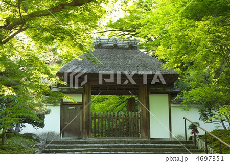 新緑の安楽寺 4697351