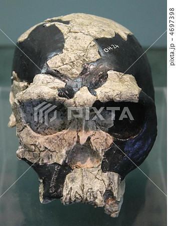 アウストラロピテクス　アフリカヌス 4697398