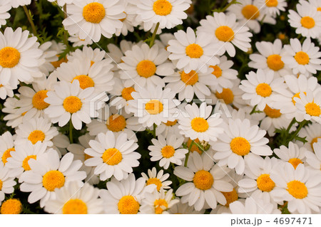 マーガレット 4697471