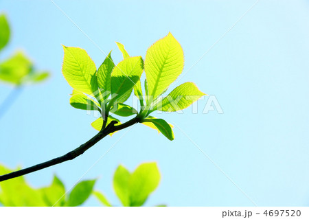 新緑 新緑 4697520