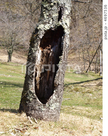 桜の木のほこら 4697536