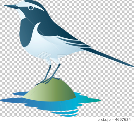 Black-backed wagtail 4697624