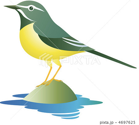 キセキレイ 4697625