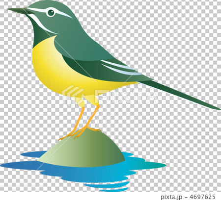 キセキレイ 4697625