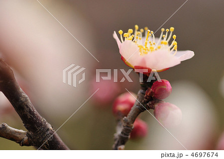 梅 梅 4697674