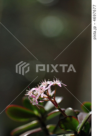 カネノナルキ 4697677