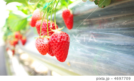 イチゴ狩り 4697709