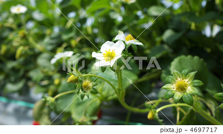 イチゴの花 4697717