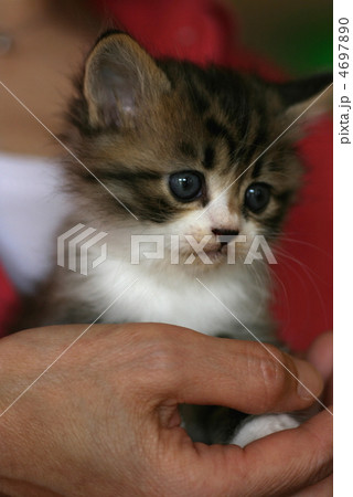 抱かれる子猫 4697890